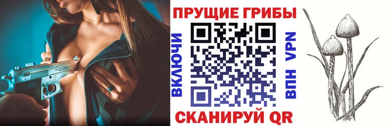 магазин    Сясьстрой  Галлюциногенные грибы Cubensis 